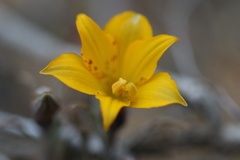 Alstroemeria patagonica