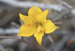 Alstroemeria patagonica