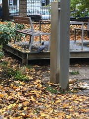 Corvus cornix