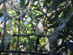 Pachyramphus