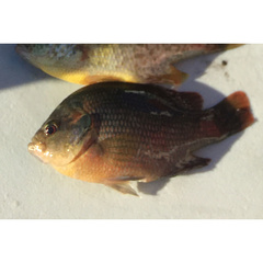 Lepomis miniatus