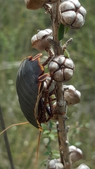 Polyzosteria limbata