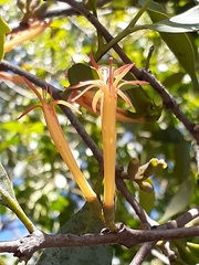 Lorantheae