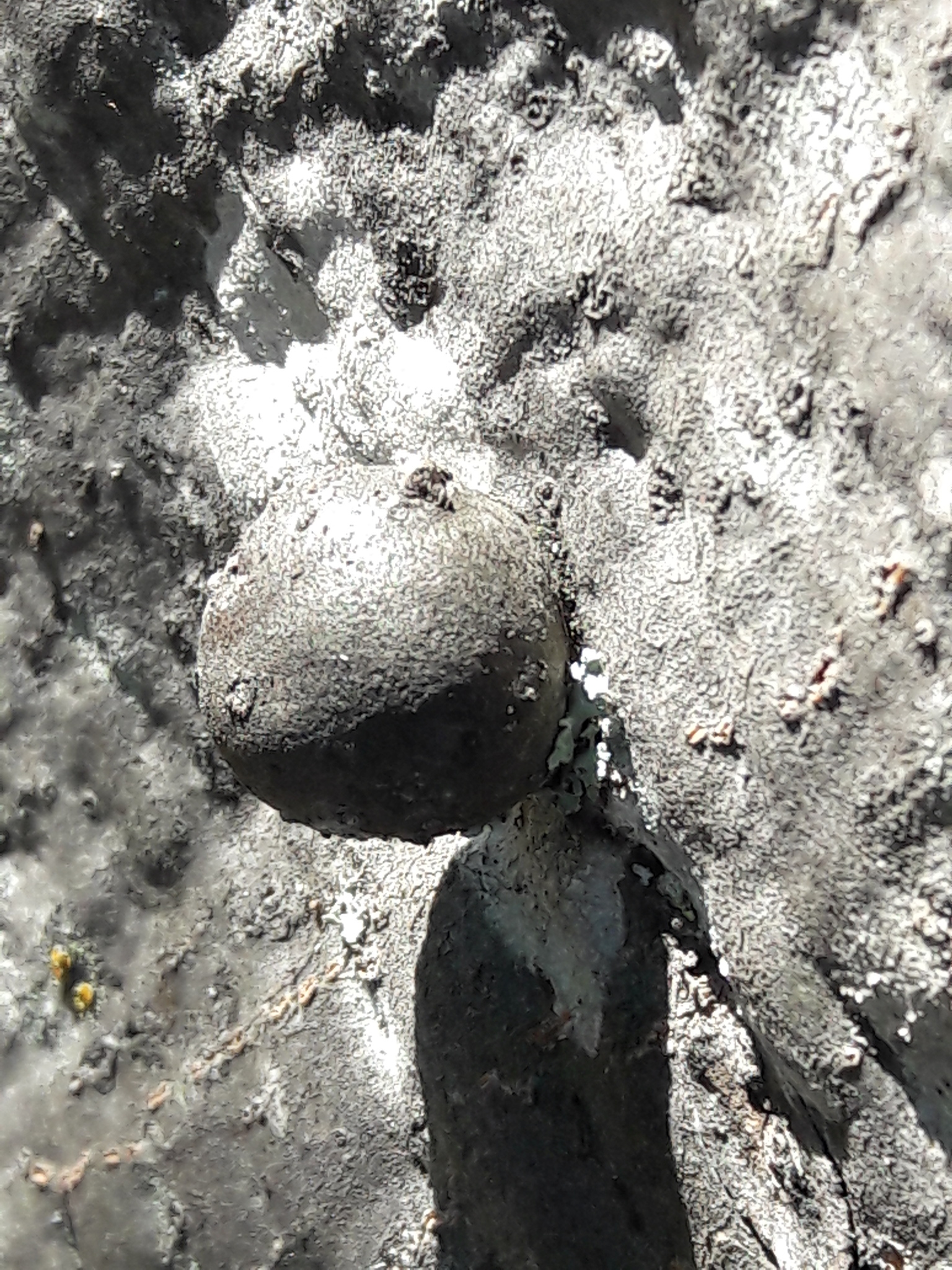 Annulohypoxylon thouarsianum image