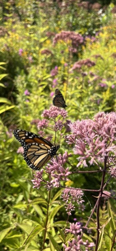 Monarch Butterfly