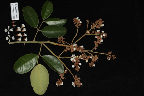 Ormosia balansae