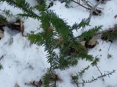 Taxus canadensis