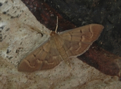 Pilocrocis ramentalis
