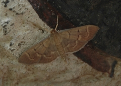 Pilocrocis ramentalis