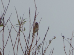 Carduelis carduelis