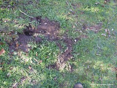 Oryctolagus cuniculus