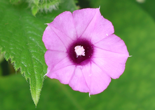 Ipomoea triloba