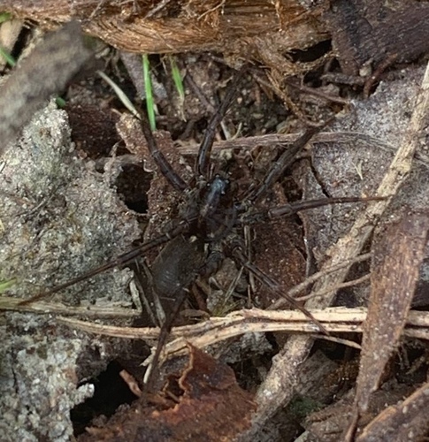 Pardosa acorensis