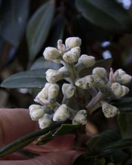 Metrosideros excelsa