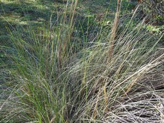 Celtica gigantea