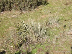 Celtica gigantea