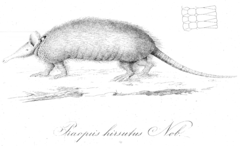 Hairy Long-Nosed Armadillo photo 5
