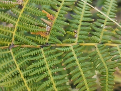 Pteridium aquilinum subsp. capense image