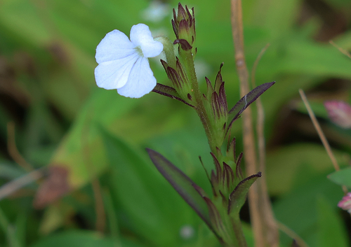 Striga angustifolia observed 2025-08-30