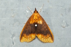 Lipararchis tranquillalis