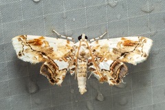 Aeolopetra
