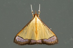 Pseudonoorda nigropunctalis