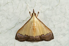 Pseudonoorda nigropunctalis