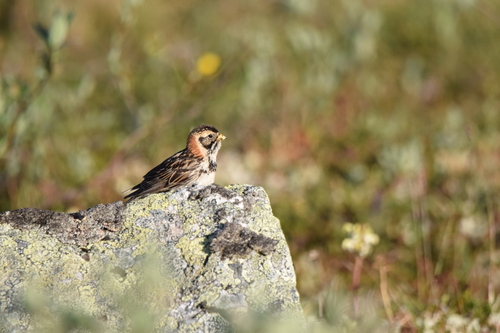 Escribano lapón (Calcarius lapponicus)