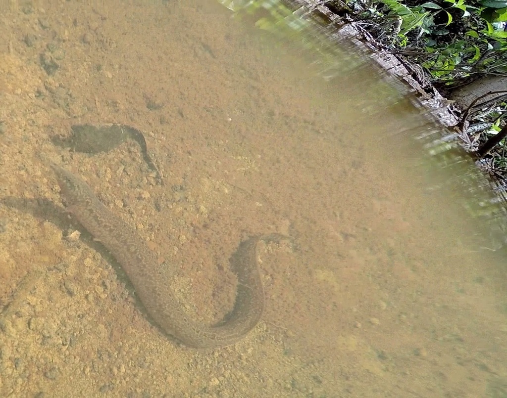 Black spiny eel (Mastacembelus niger) — Mastacembelidae