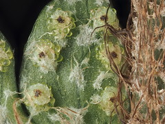 Polystichum wawranum