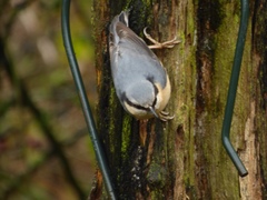 Sitta europaea