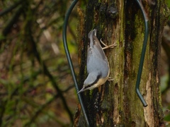 Sitta europaea