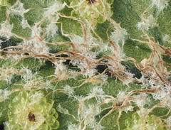 Polystichum wawranum