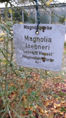 Magnolia loebneri