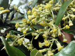 Olearia traversiorum