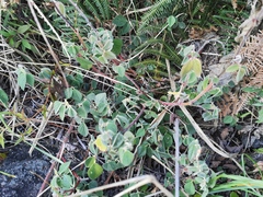 Desmodium intortum
