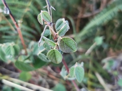 Desmodium intortum