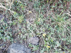 Desmodium intortum