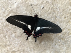 Parides bunichus bunichus