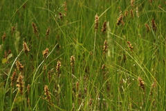 Carex sartwellii