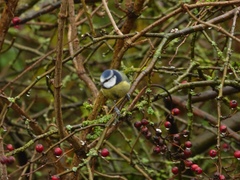 Cyanistes caeruleus