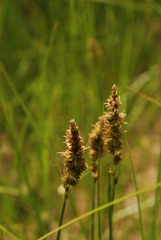 Carex sartwellii