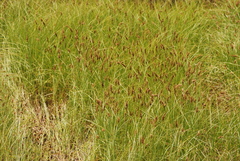 Carex sartwellii