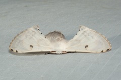 Penicillifera apicalis