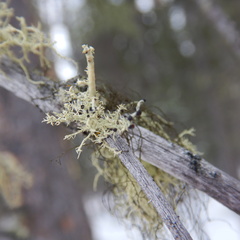 Biatoropsis usnearum