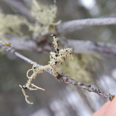 Biatoropsis usnearum