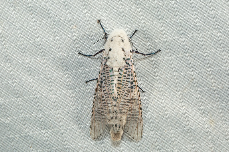 Zeuzera lineata