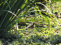 Laterallus melanophaius