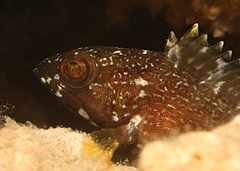 Epinephelus rivulatus