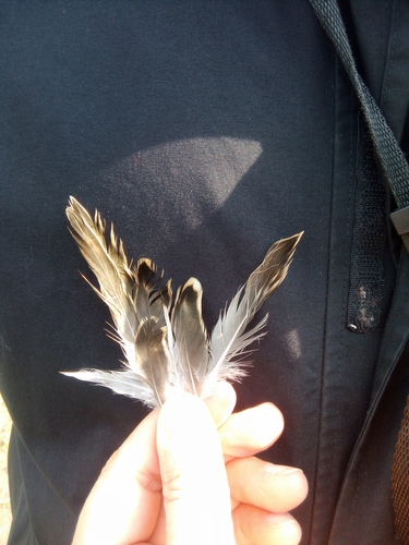 Plume de Combattant varié